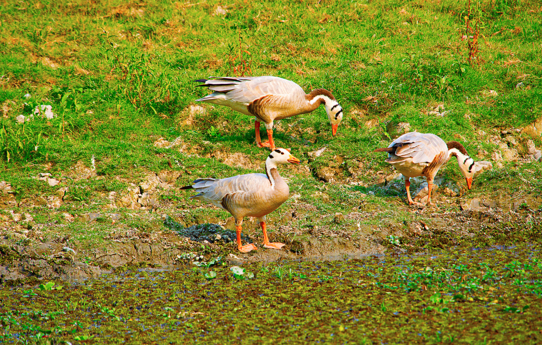  Kaziranga National Park Jeep Safari
